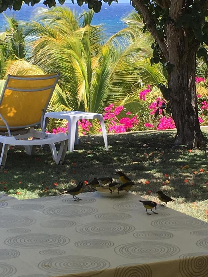 Villa Guadeloupe Saint Francois Acces Mer Piscine Iguana Bay - Villa Zagadi Eksteriør bilde
